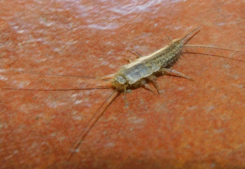Czubata ryba — Bild 5