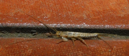 Czubata ryba — Bild 4
