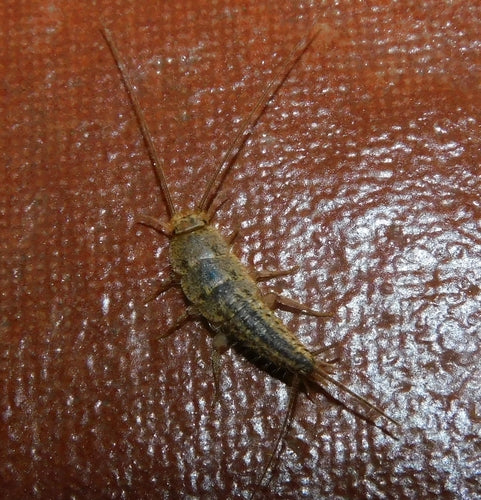 Czubata ryba — Bild 3