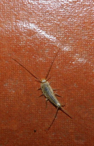 Czubata ryba — Bild 2