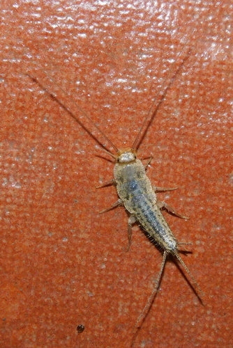 Czubata ryba — Bild 1
