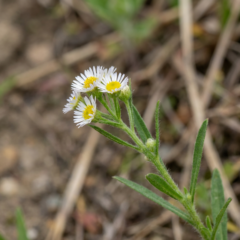 Kanadyjski Fleabane