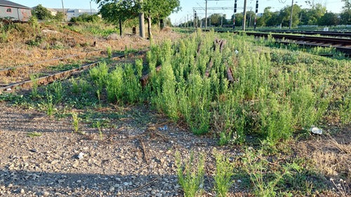 Kanadyjski Fleabane — Bild 4