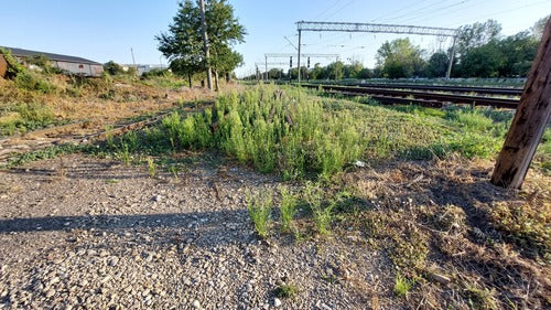Kanadyjski Fleabane — Bild 3