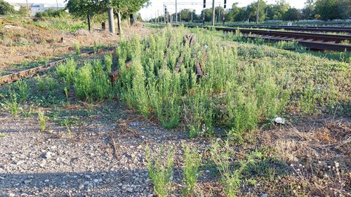 Kanadyjski Fleabane — Bild 5
