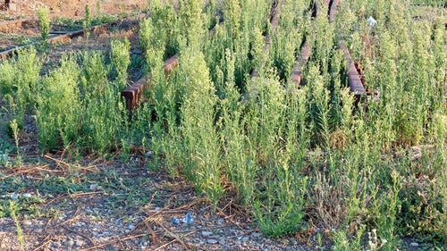 Kanadyjski Fleabane — Bild 2