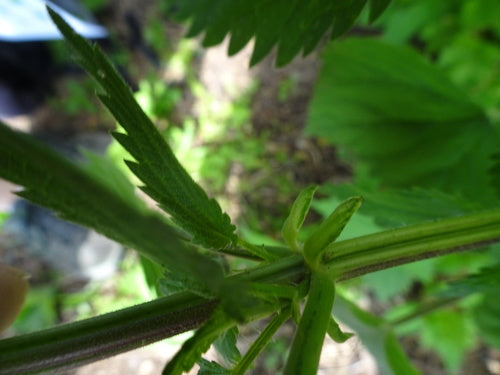 Kwiaty strzelca — Bild 3