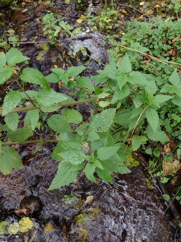 Kwiaty strzelca — Bild 3