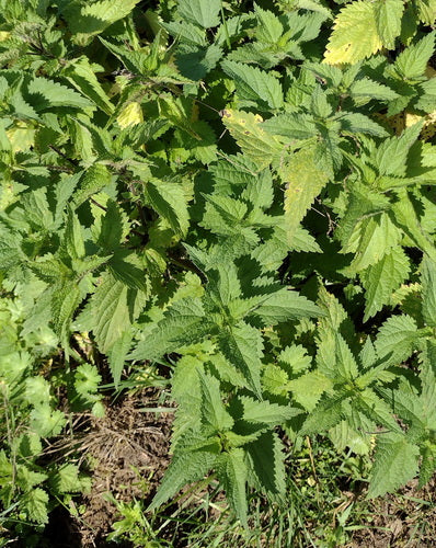 Kwiaty strzelca — Bild 2
