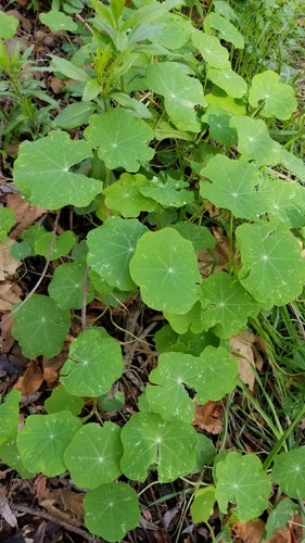 Nasturcje — Bild 2