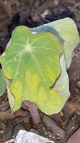 Nasturcje — Bild 3