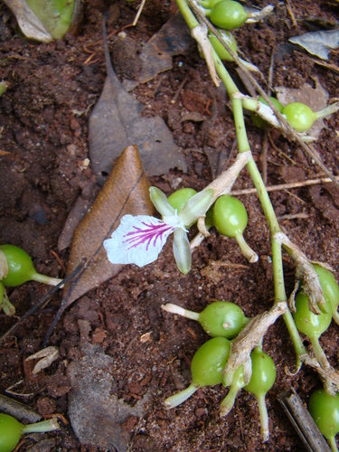 kardamon — Bild 4