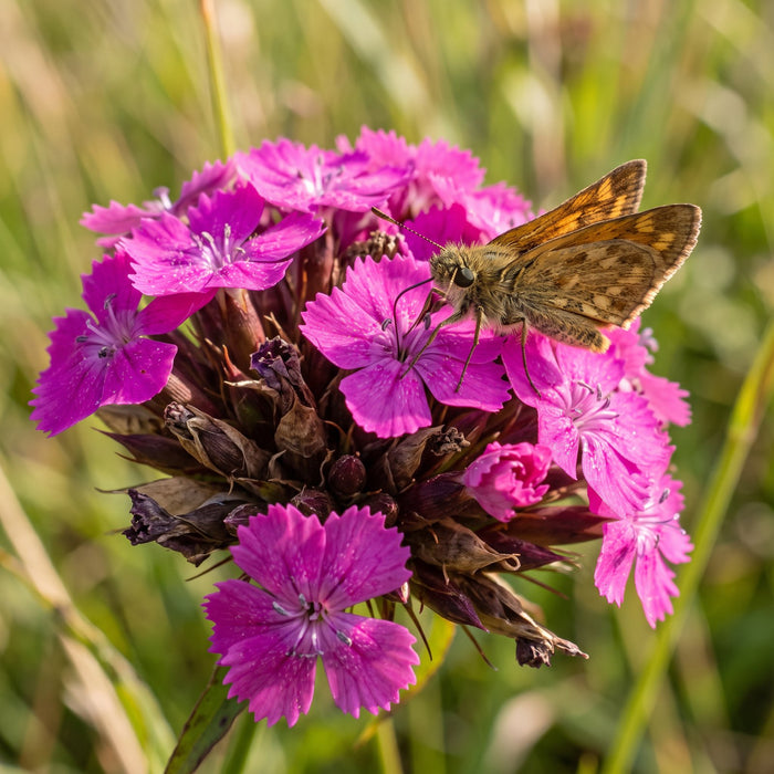Blüte von Kartäuser-Nelke (Dianthus carthusianorum) in Nahaufnahme (KI-generiert)