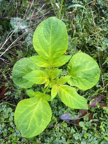 Ziemniak — Bild 4