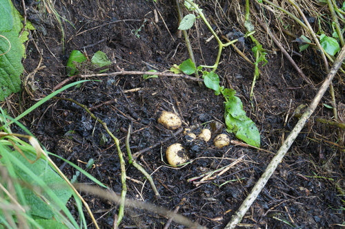 Ziemniak — Bild 2