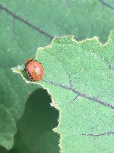 Kartoffelkäfer - Bild 5