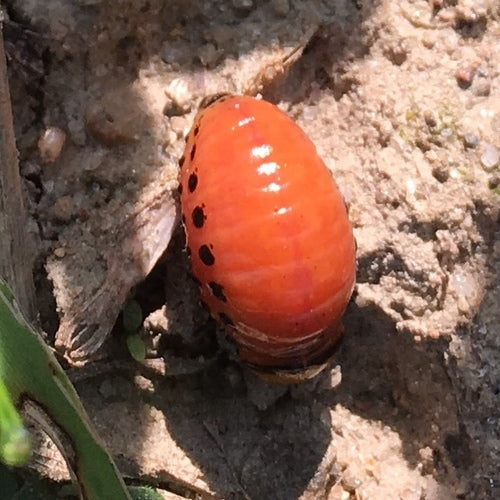 Kartoffelkäfer - Bild 7