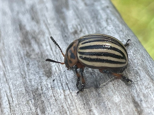 Stonka ziemniaczana — Bild 5