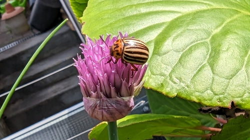Stonka ziemniaczana — Bild 3