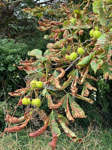 Kastanienminiermotte - Bild 1