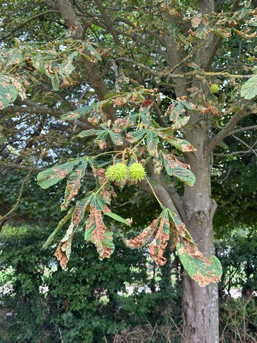 Kastanienminiermotte - Bild 2