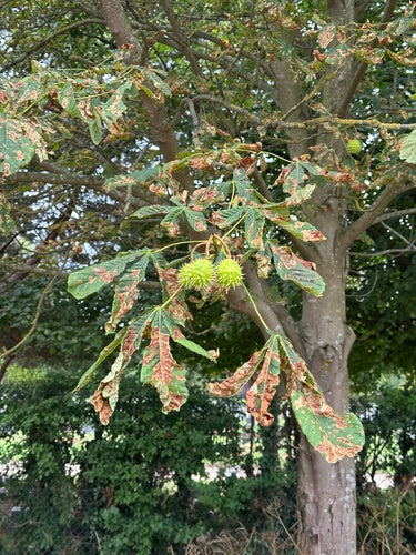 Kastanienminiermotte - Bild 3