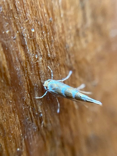 Kastanienminiermotte - Bild 7