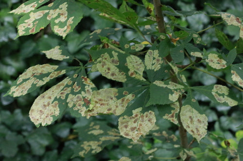 Kastanienminiermotte - Bild 6