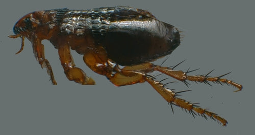 Pchła kota - Bild 1