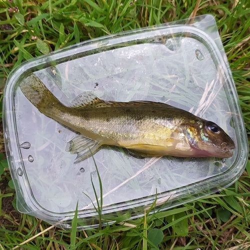 Rufffish — Bild 3