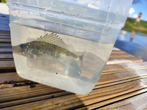 Rufffish — Bild 2