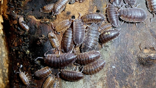 Kellerassel - Bild 2