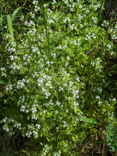 trybula — Bild 1