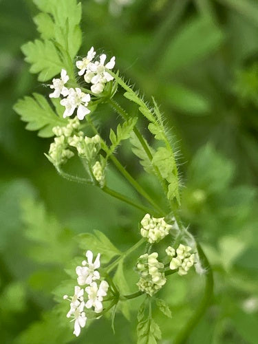 trybula — Bild 5