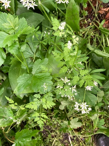 trybula — Bild 3