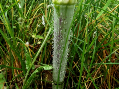 Trybula rzepa — Bild 2