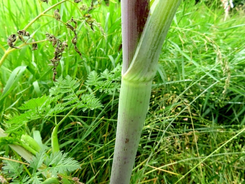 Trybula rzepa — Bild 1