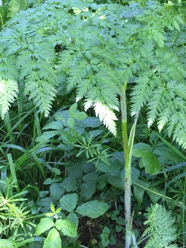 Trybula rzepa — Bild 3