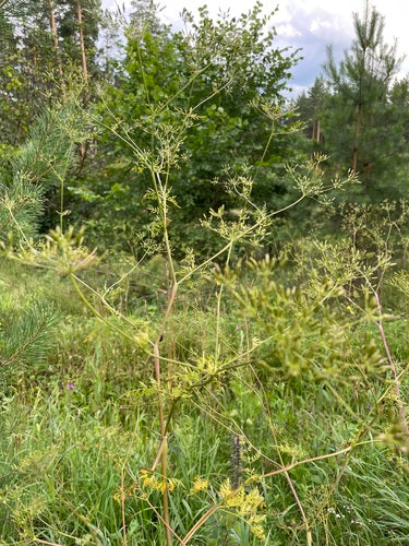 Trybula rzepa — Bild 5