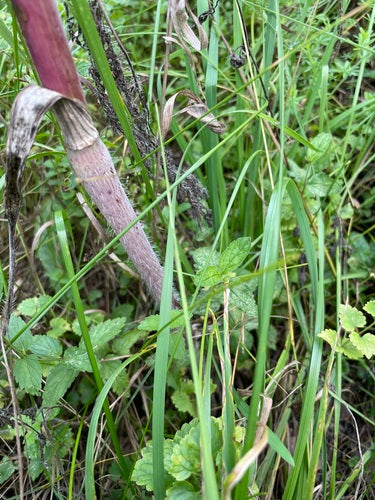 Trybula rzepa — Bild 4