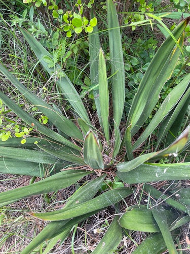 Lilia palmowa świecowa — Bild 2