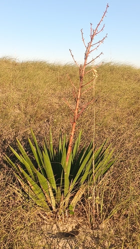 Lilia palmowa świecowa — Bild 5