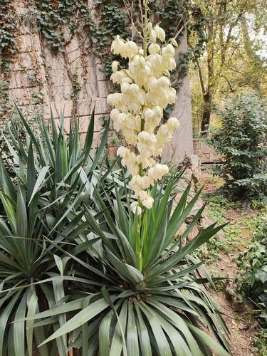 Lilia palmowa świecowa — Bild 3