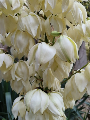 Lilia palmowa świecowa — Bild 2