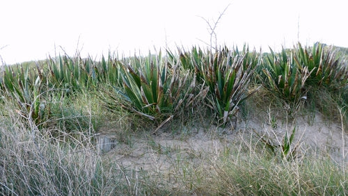Lilia palmowa świecowa — Bild 4