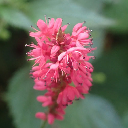 Rdest świecowy — Bild 4