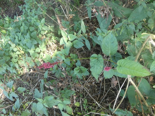 Rdest świecowy — Bild 3