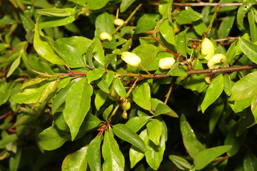 Śliwka wiśniowa — Bild 5