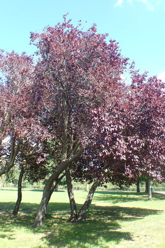 Śliwka wiśniowa — Bild 2