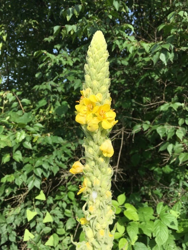 Dziewanna drobnokwiatowa — Bild 5